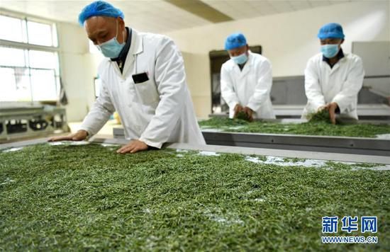 3月13日，在位于湖北省恩施土家族苗族自治州宣恩縣萬寨鄉(xiāng)板場村的伍家臺富硒貢茶公司，制茶師在按照傳統(tǒng)工藝制作手工茶。新華社發(fā)（宋文 攝）